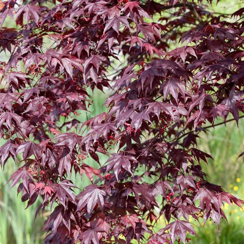  Acer  palmatum Bloodgood F cherahorn Bloodgood 