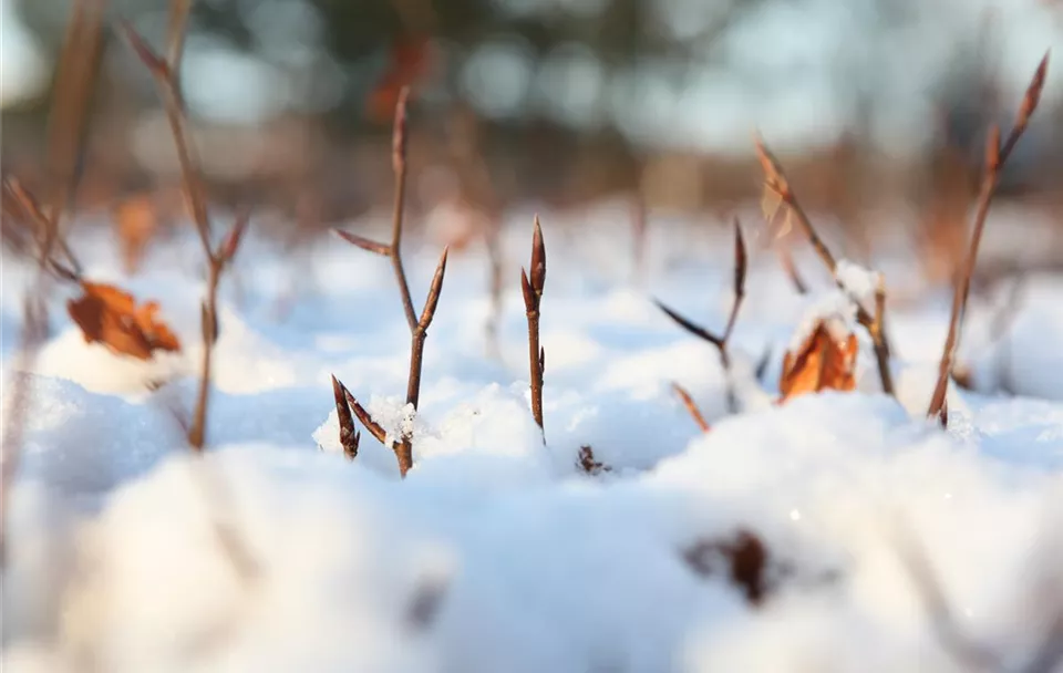 Winterhecke