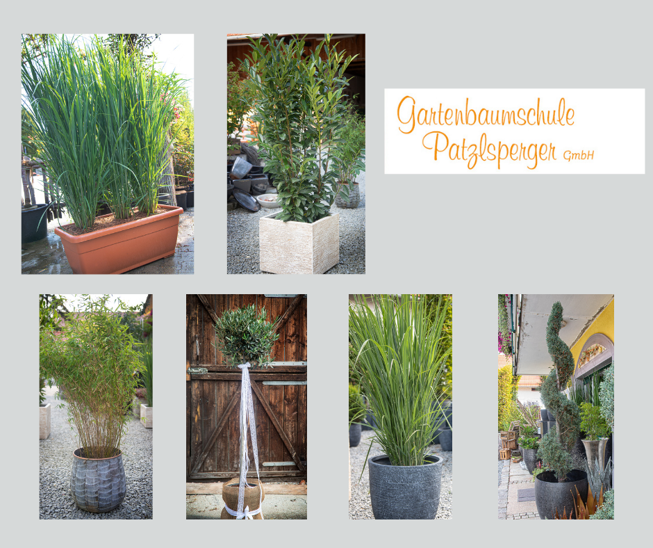 Ab sofort auch Leihpflanzen bei uns! Ab sofort auch Leihpflanzen bei uns!